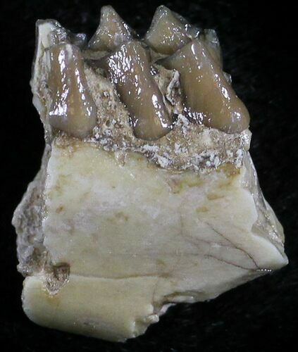 Oligocene Ruminant (Leptomeryx) Jaw Section #25086